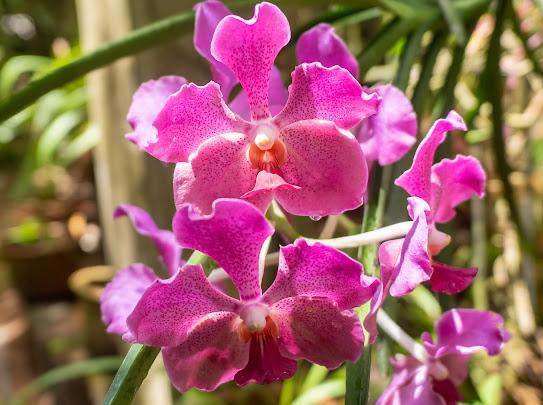 Medicinal Plants Tour